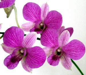 Dendrobium Oh Swee Eng