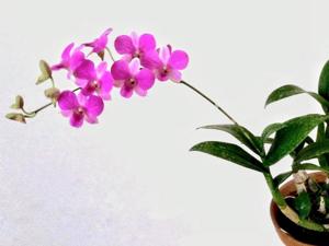 Dendrobium Oh Swee Eng