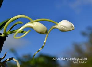 Amesiella Sparkling Jewel