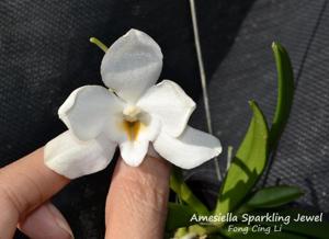 Amesiella Sparkling Jewel