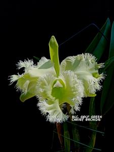 Rhyncholaeliocattleya Golf Green