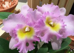 Rhyncholaeliocattleya Mary Alice Underwood