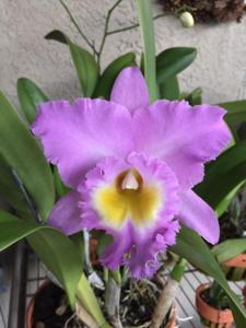 Rhyncholaeliocattleya Mount Hood