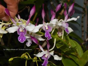 Dendrobium Maui Sparkle