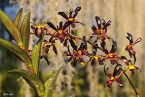 Dendrobium Black Spider