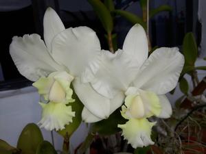 Cattleya dolosa