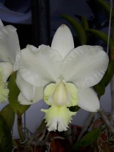 Cattleya dolosa