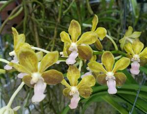 Vanda M. V. Tannins