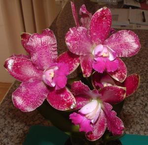 Cattleya Penny Kuroda (Caudebec Gp)