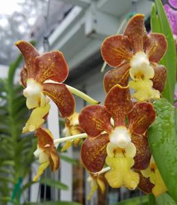 Vanda Caribbean Scented Star