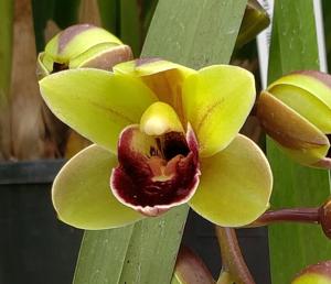Cymbidium Gladys Muffet