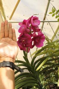 Vanda Pure's Wax