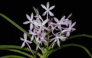 Vanda A. F. Buckman
