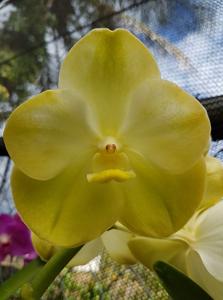 Vanda Juan's Lovely Margarita