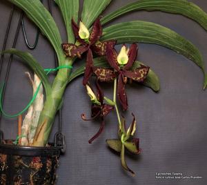 <i>Cycnoches</i> Tawny