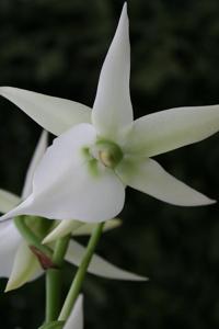 Angraecum Veitchii