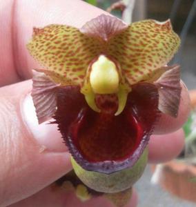 Catasetum apolloi
