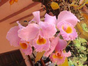 Cattleya Schroderae