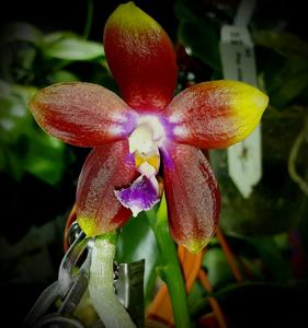 Phalaenopsis Tying Shin Fly Eagle