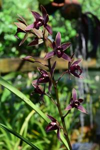 Cymbidium Joseph Schmidt