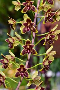 Cymbidium L. B. Stewart