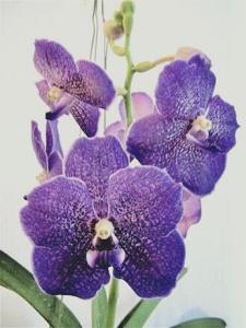 Vanda Kasem's Delight