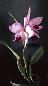 Cattleya Duvaliana