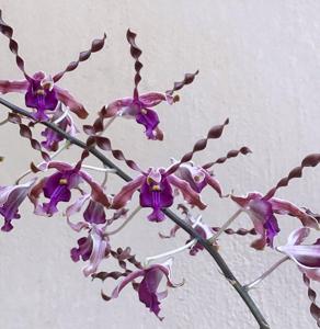 Dendrobium Margaret Thatcher