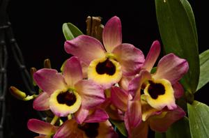 Dendrobium Oriental Smile