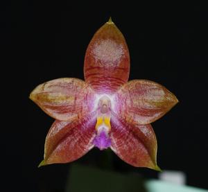 Phalaenopsis Tying Shin Fly Eagle