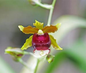 Oncidium Hawaiian Sunset