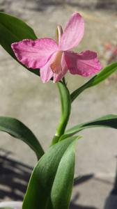 Cattkeria coccinea-whartoniana