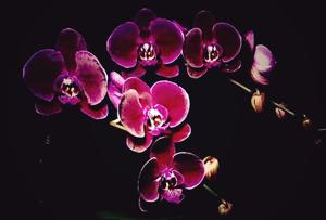 Phalaenopsis OX Black Face