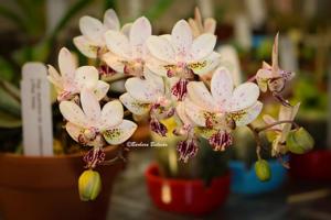 Phalaenopsis Fine Art