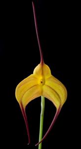 Masdevallia Cassiope