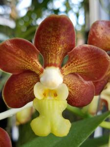 Vanda Caribbean Scented Star