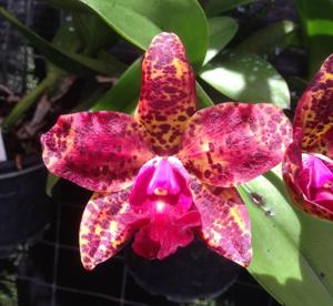 Cattleya Jungle Gem