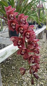 Cymbidium Nancy Miyamoto