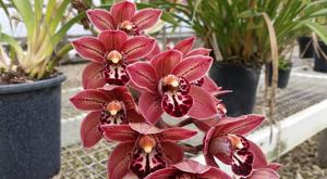 Cymbidium Nancy Miyamoto