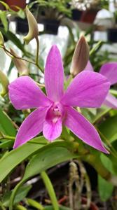 Dendrobium Hera