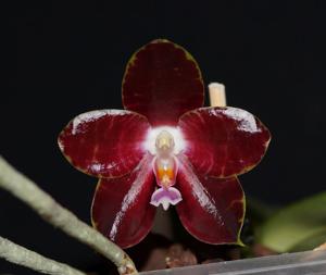 Phalaenopsis Yaphon Giganboy