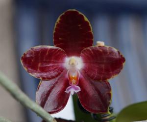 Phalaenopsis Yaphon Giganboy