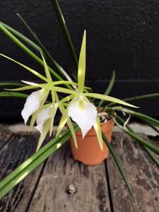 Brassavola Singapura