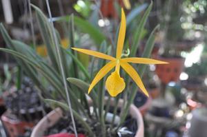 Brassocattleya DiPozzi Con Brio