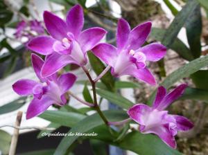 Dendrobium Berry