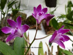 Dendrobium Berry