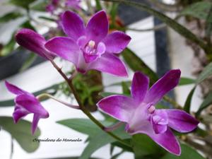 Dendrobium Berry