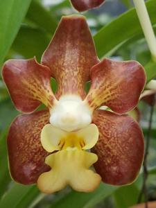 Vanda Caribbean Scented Star