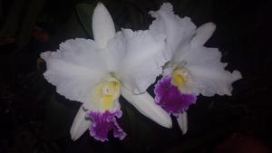 Cattleya Hawaiian Lovely