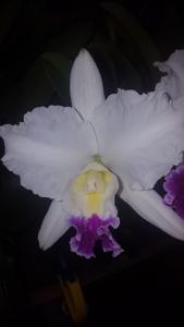 Cattleya Hawaiian Lovely